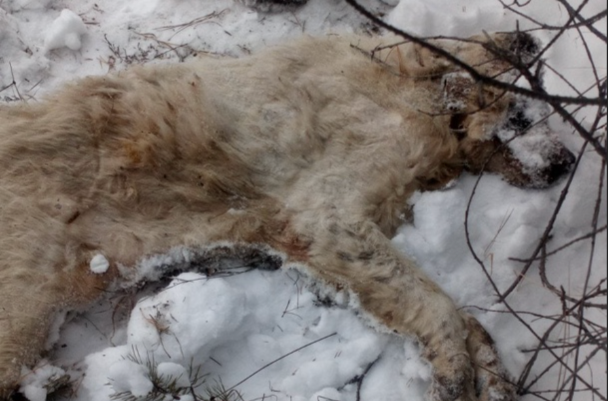 Фото В Улан-Удэ нашли ужасающую находку из трупов животных