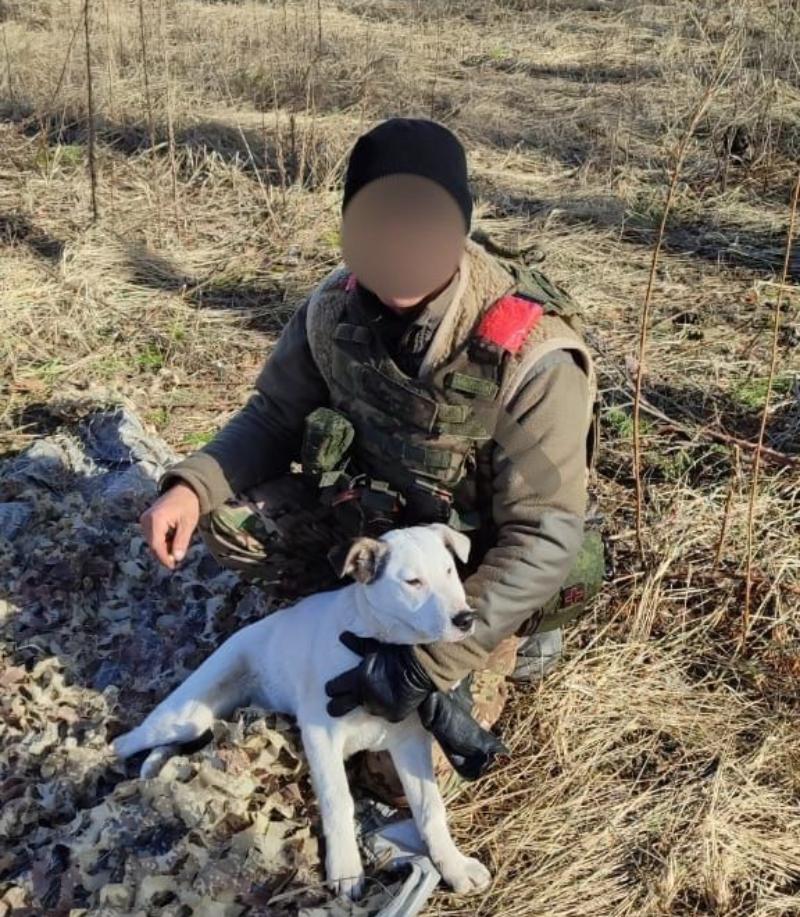 Фото На СВО команду бойца из Бурятии охраняет «собака-противодрон»
