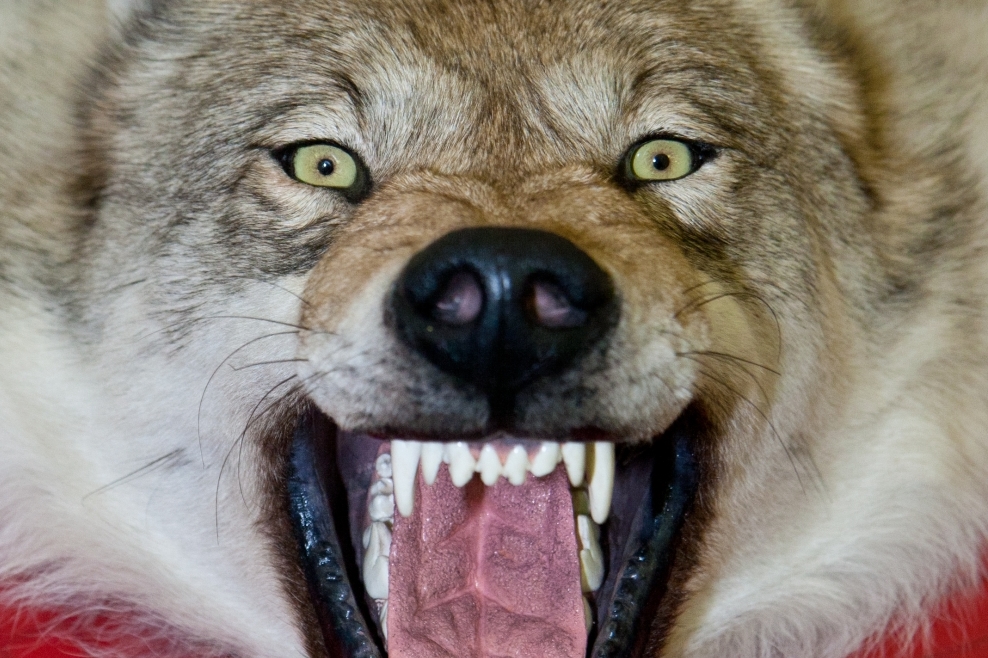 Фото Депутаты Народного Хурала Бурятии предложили увеличить вознаграждения за добычу волка