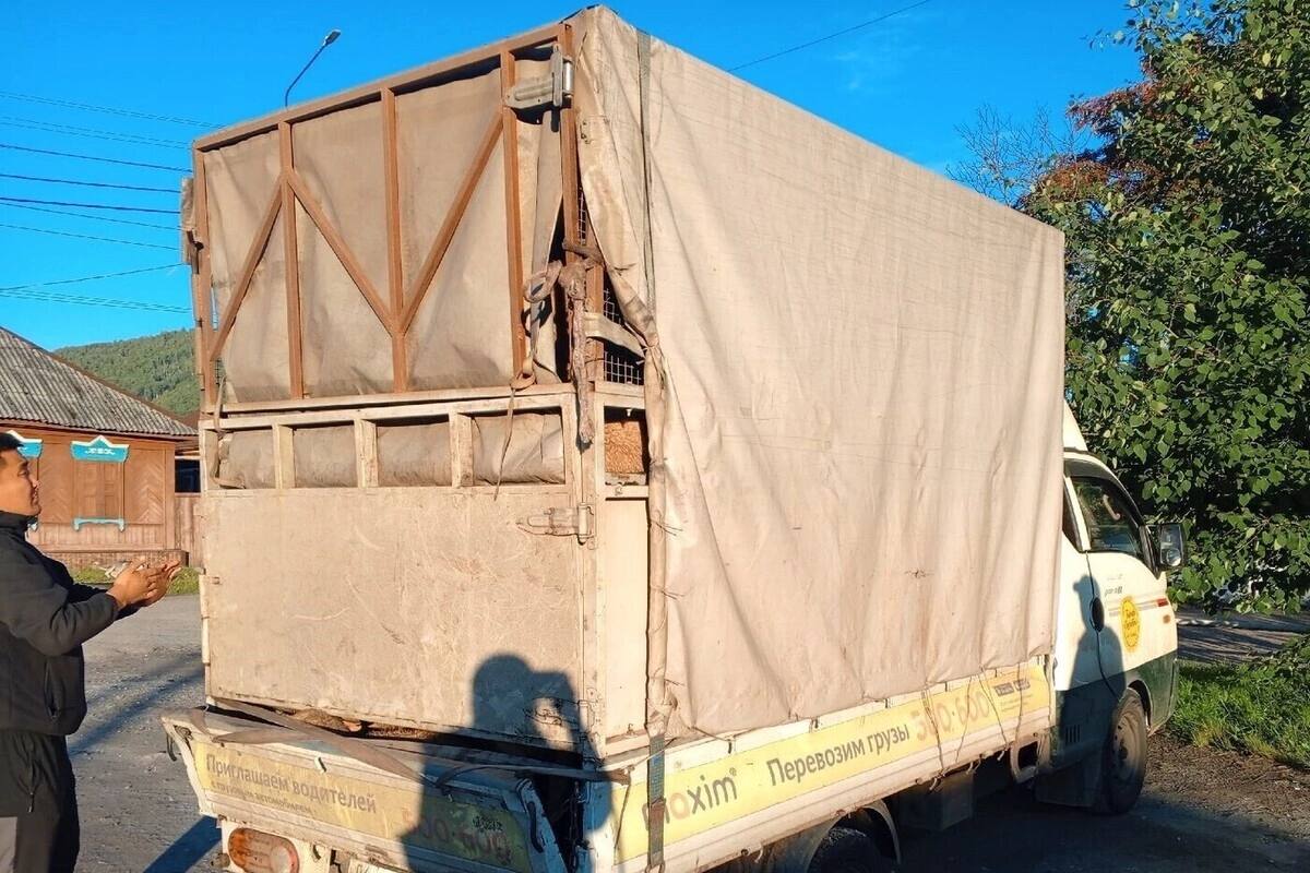 Фото В Слюдянке задержана нелегальная перевозка ягнят из Гусиноозёрска