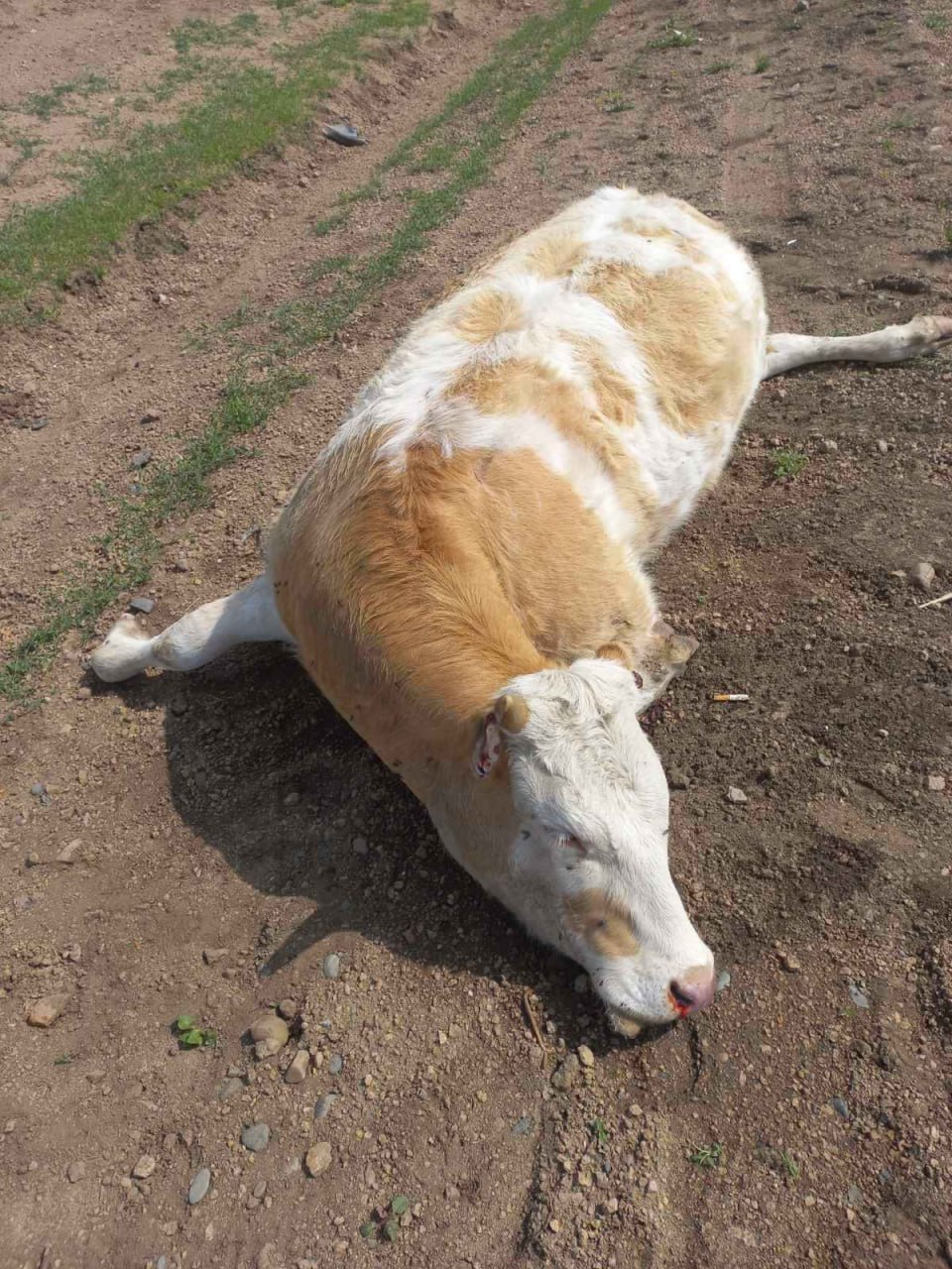 Фото В Иволгинском районе Бурятии на дороге нашли сбитую корову со срезанными ушами