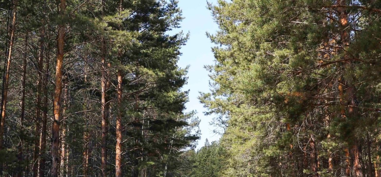 Фото В Бурятии за неделю выявили 21 незаконную рубку деревьев