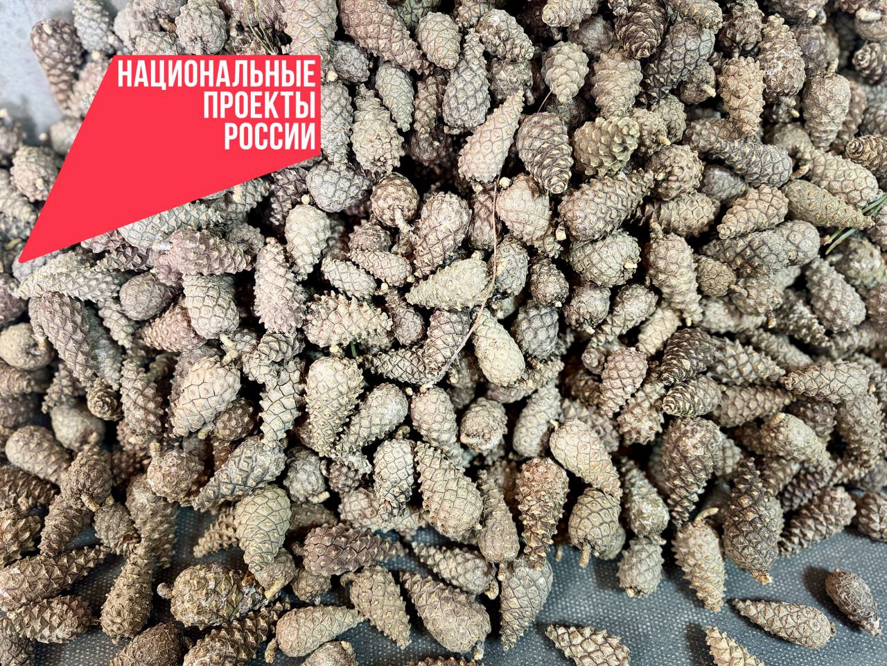 Фото Жителям Бурятии рассказали, как формируется запас семян сосны обыкновенной