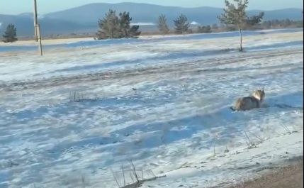 Фото Прямо около оживленной трассы в районе Бурятии бегал хищник