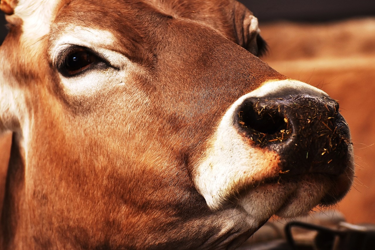 Фото Житель Бурятии выплатил более 130 тыс рублей за ДТП с коровой