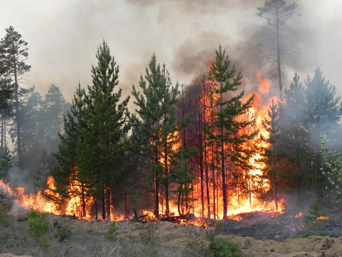Фото В Бурятии горят леса в пяти районах и пригороде Улан-Удэ