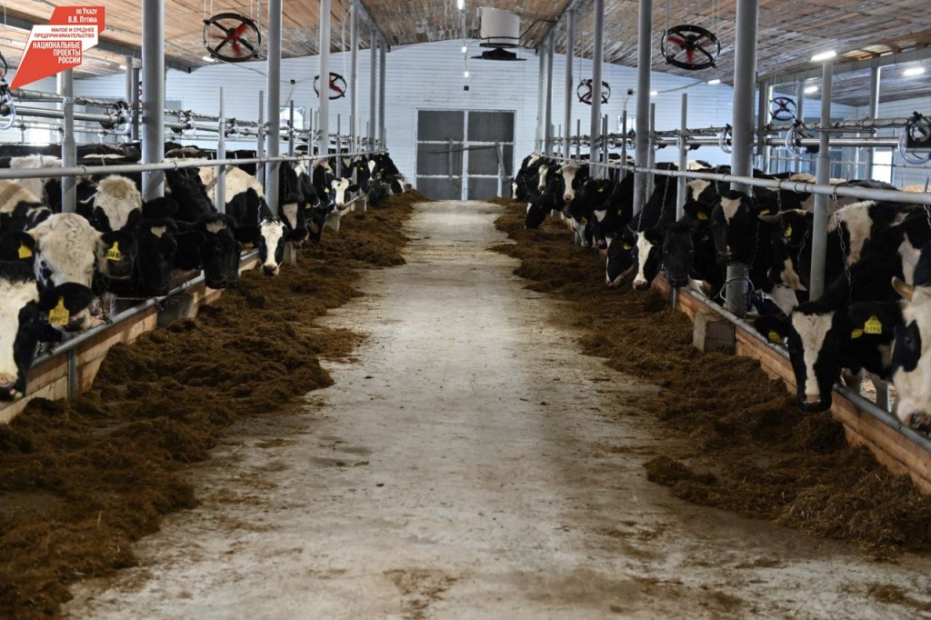 Фото В Бурятии ожидается запуск гигантского откормочника для крупного рогатого скота