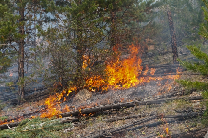 Фото За сутки в Бурятии возникло 9 лесных пожаров