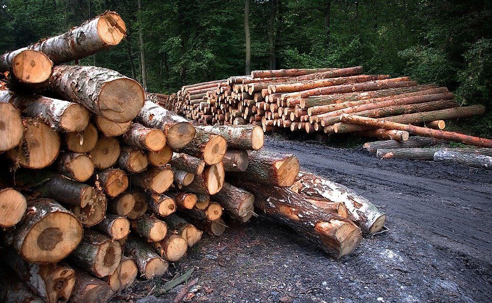 Фото Бурятия получит 147 миллионов рублей на создание лесопромышленного кластера