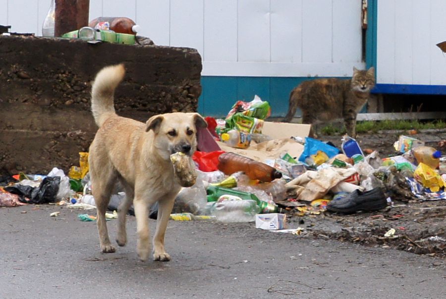 Фото В Улан-Удэ снова будут отлавливать бездомных собак
