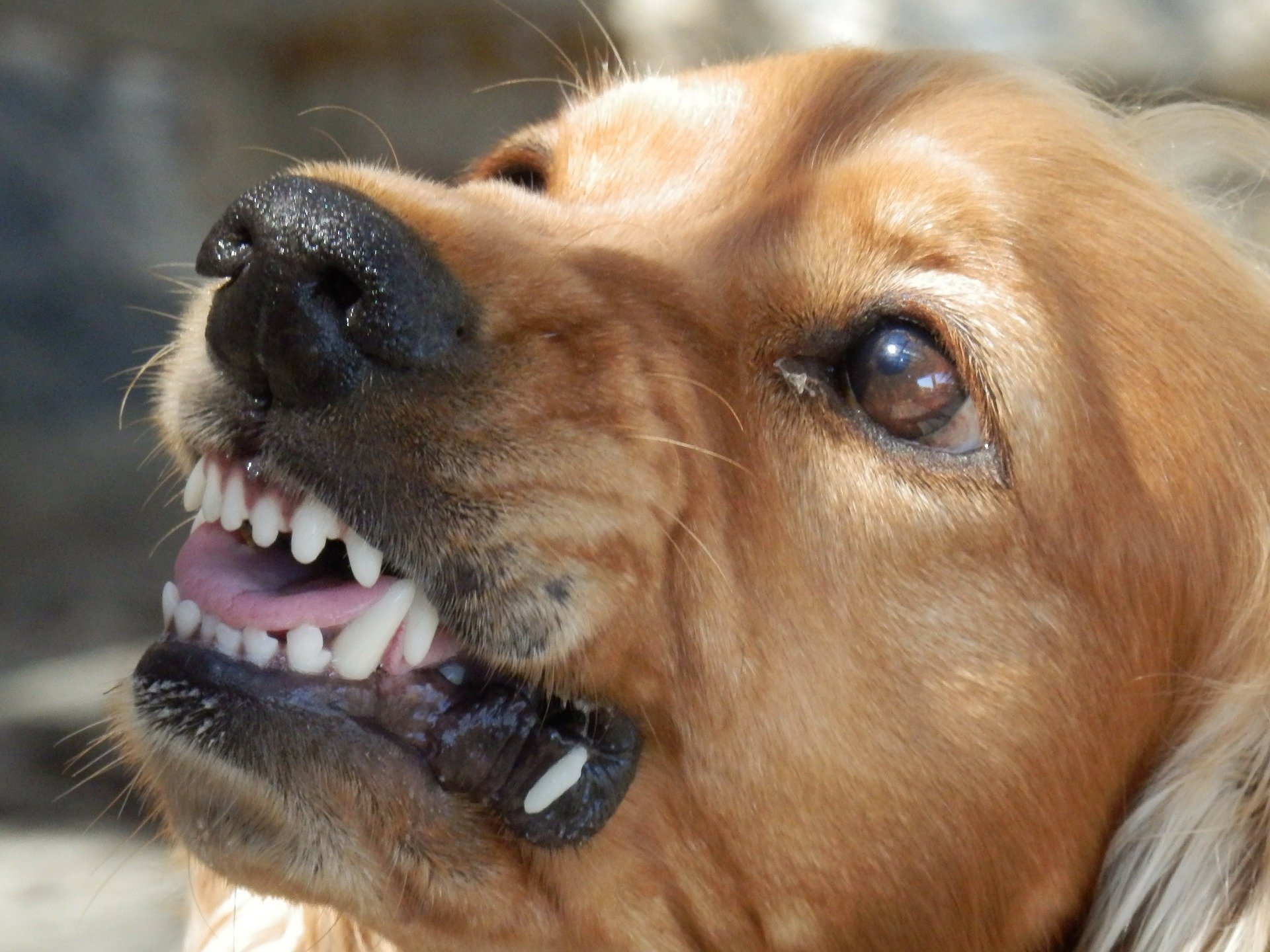 Фото В Бурятии ещё одна маленькая жертва бродячих псов (ФОТО)