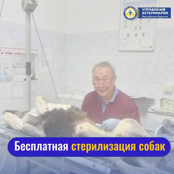Фото В Улан-Удэ продолжается акция по бесплатной стерилизации ваших собак  