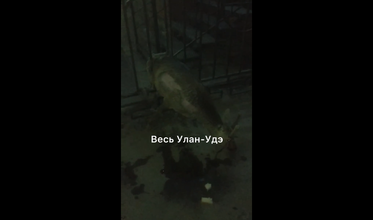 Фото В столице Бурятии в заборе застряла косуля
