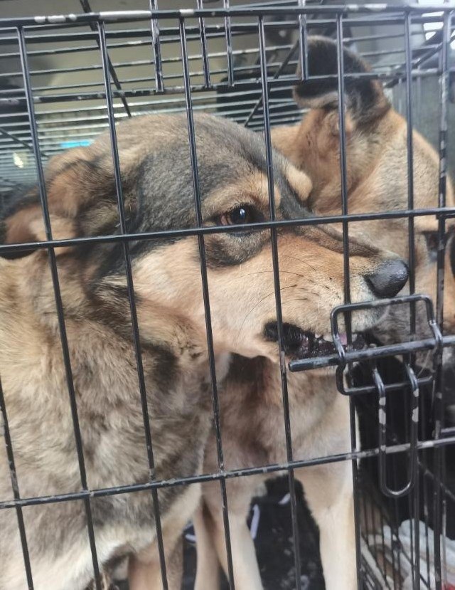 Фото За день в микрорайонах Улан-Удэ отловили 10 бездомных собак