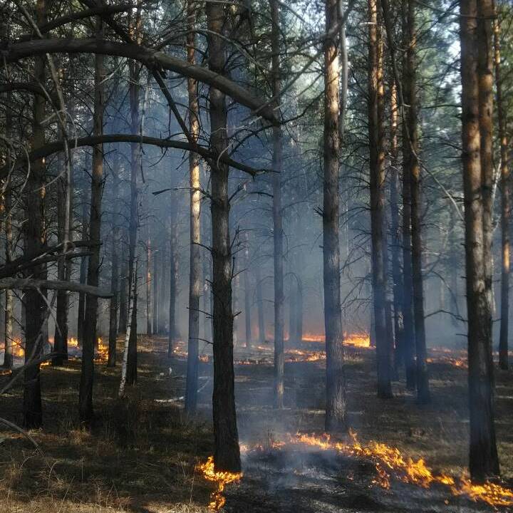 Фото В трех районах Бурятии ликвидировали лесные пожары