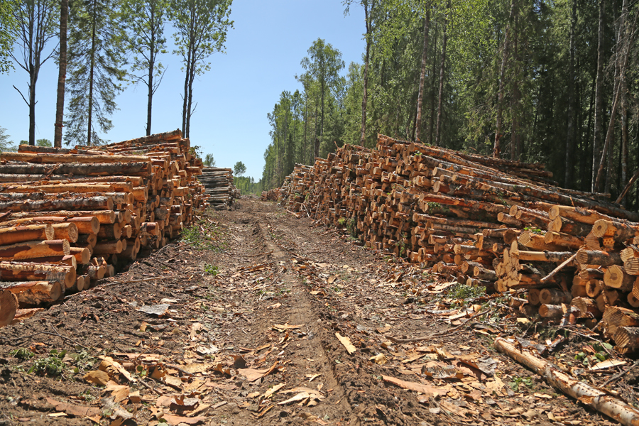 Фото Лесники Бурятии просят сообщать о нелегальных лесоприемных пунктах