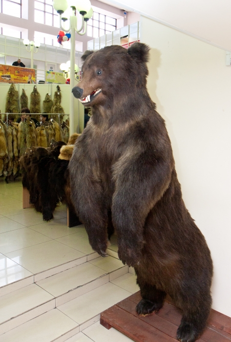 Фото Россияне не прочь встретиться с медведем на Байкале