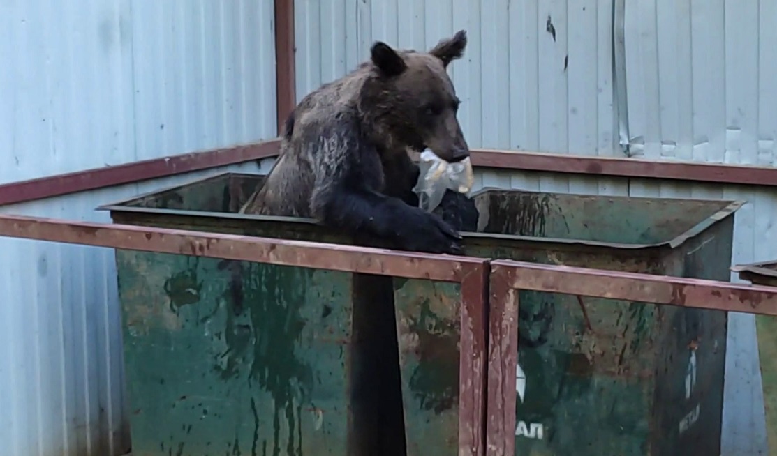 Фото В Забайкальском нацпарке Бурятии медведь повадился к мусорным бакам (ВИДЕО)