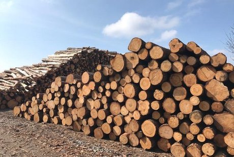 Фото Губернатор Иркутской области Левченко предложил на год запретить экспорт круглого леса