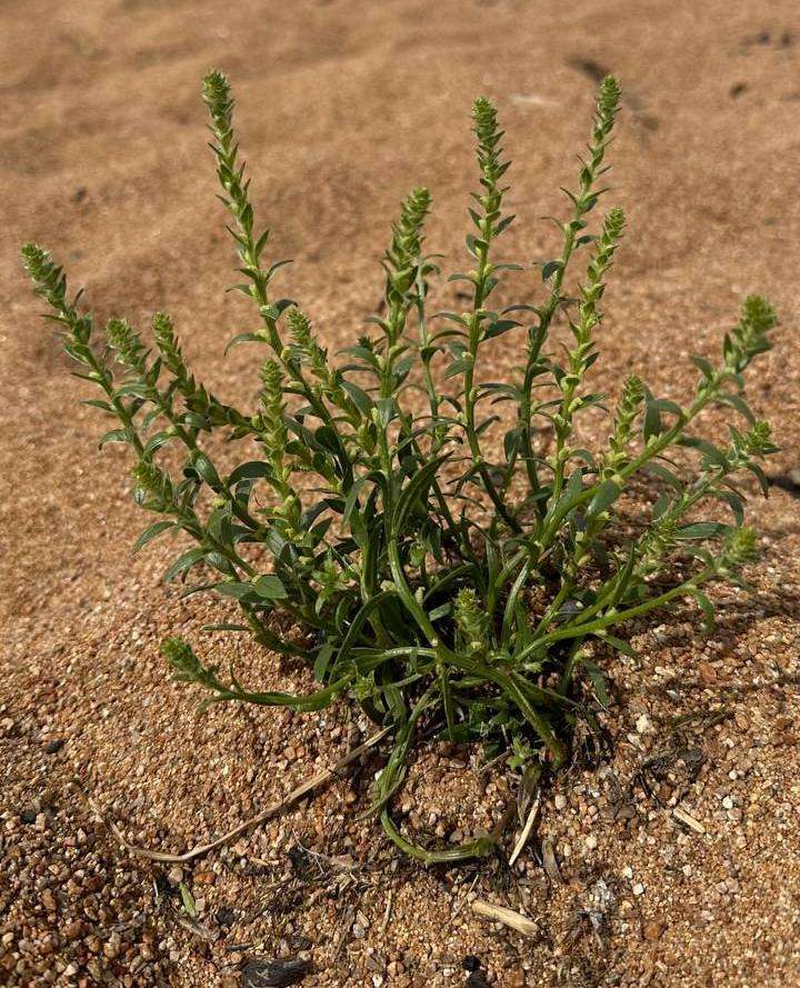 Фото На Байкале исчезают редкие виды растений