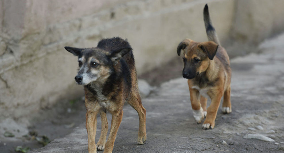 Фото В Улан-Удэ определили места отлова бродячих собак
