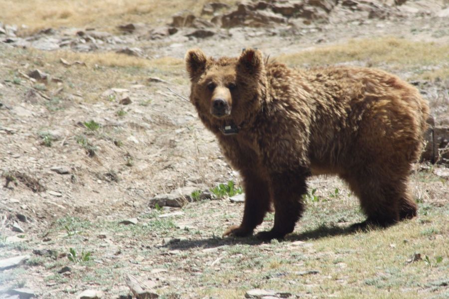 Фото Медведь в Монголии объявлен животным национальной гордости