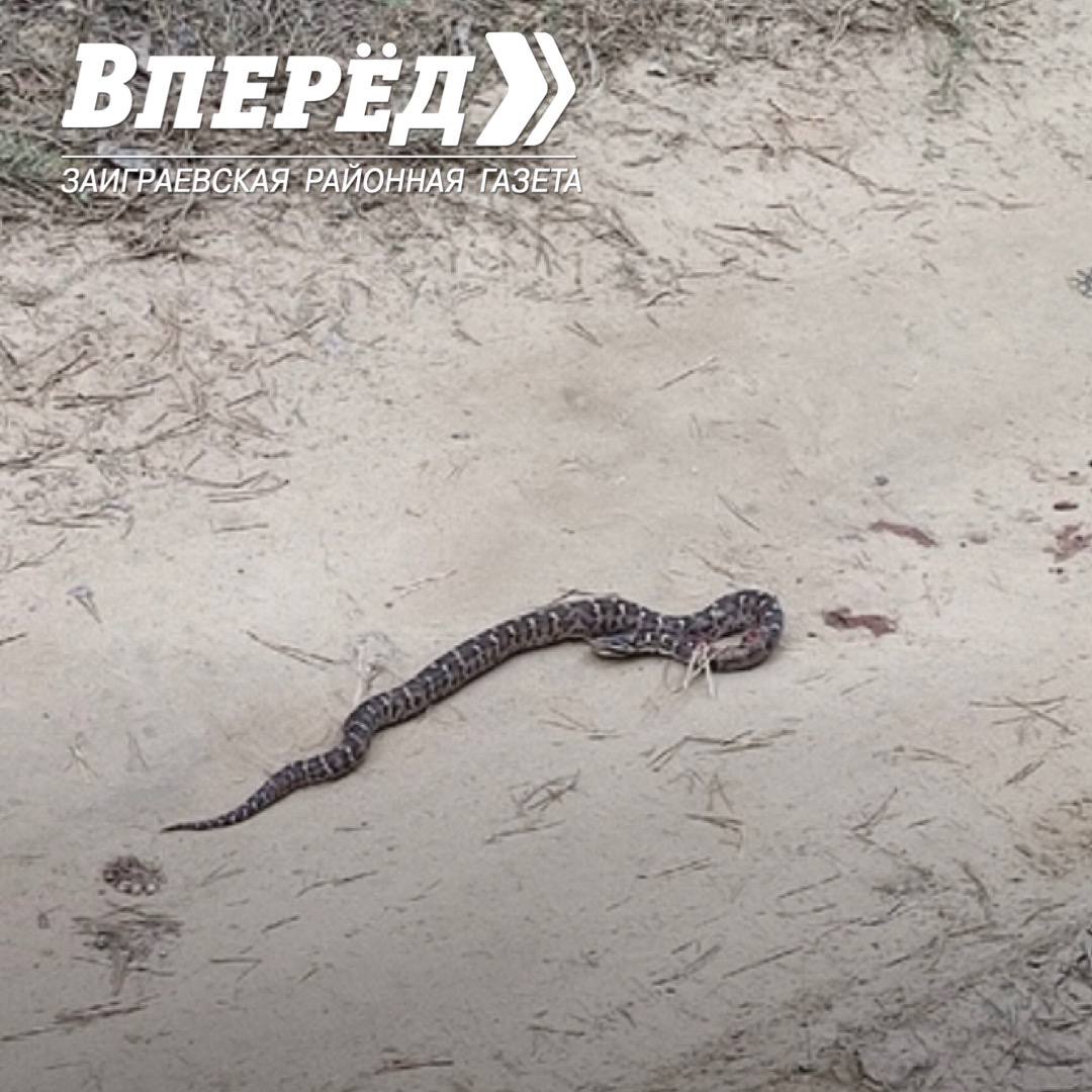 Фото Жители Бурятии все чаще встречают змей (ФОТО)
