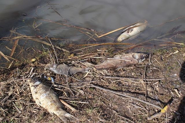 Фото Рыба массово погибла в реке Куда в Иркутском районе