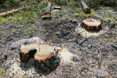 Фото В Бурятии сократились незаконные заготовки древесины