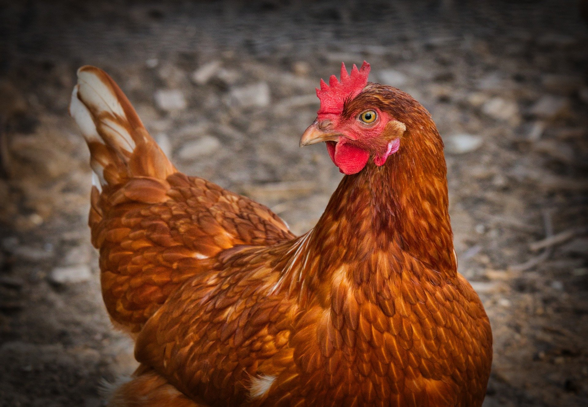 Фото От птицефабрики в Бурятии отказался очередной инвестор