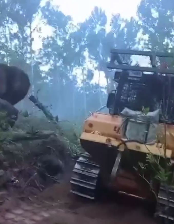 Фото В Бурятии потушили 25 лесных пожаров