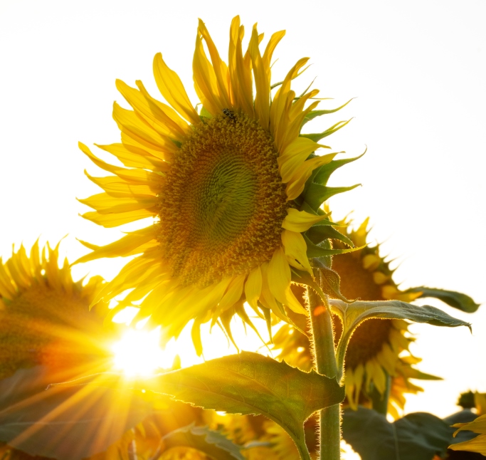 Фото В Бурятии в несколько раз увеличился экспорт семян в Поднебесную