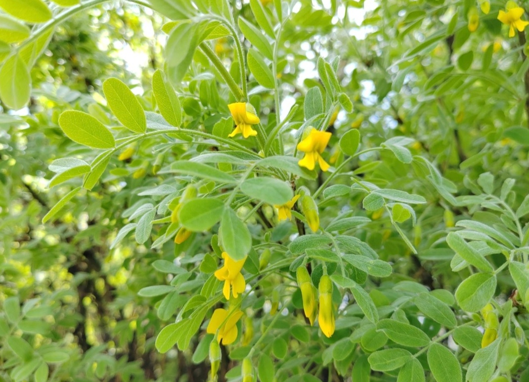 Фото Дачники и садоводы Бурятии с особым трепетом будут изучать биологию