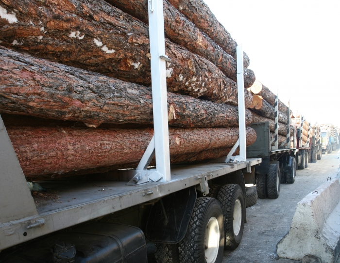 Фото ОПГ в Забайкалье осудят за контрабанду леса на 407 млн рублей 