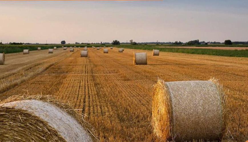 Фото Аграрии Бурятии в 2023 году побили рекорды по урожайности зерна и овощей