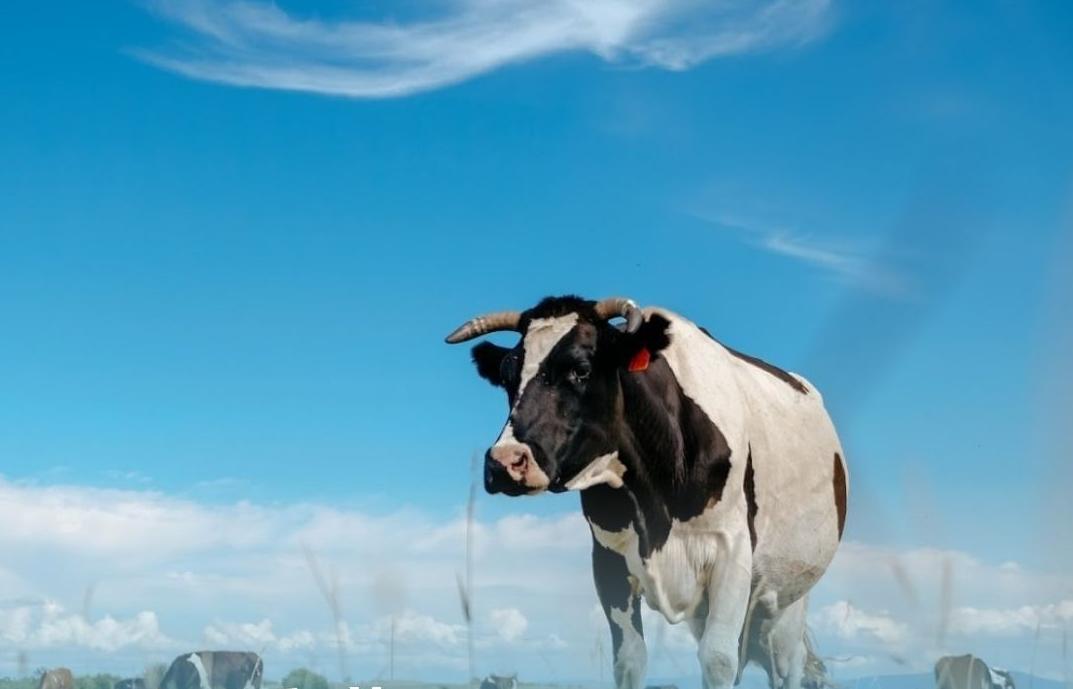 Фото В Бурятии появятся две высокотехнологичных молочных фермы