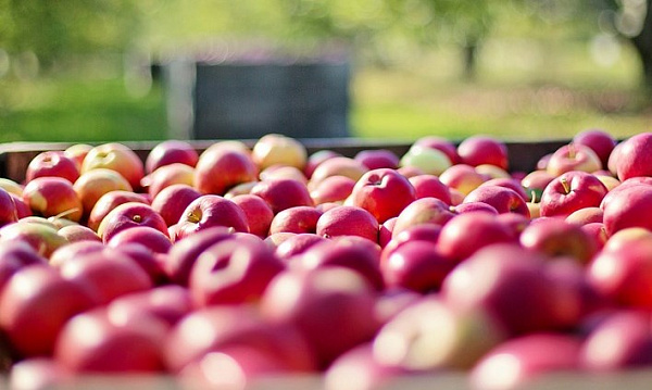 Фото В Бурятии раздавили бульдозером почти 100 кг яблок