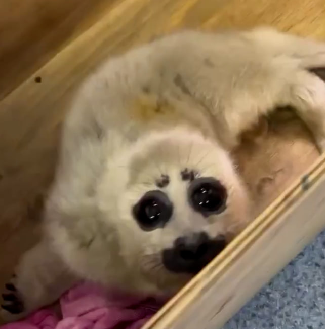 Фото На Байкале туристы увидели одинокого нерпенка и вызвали подмогу