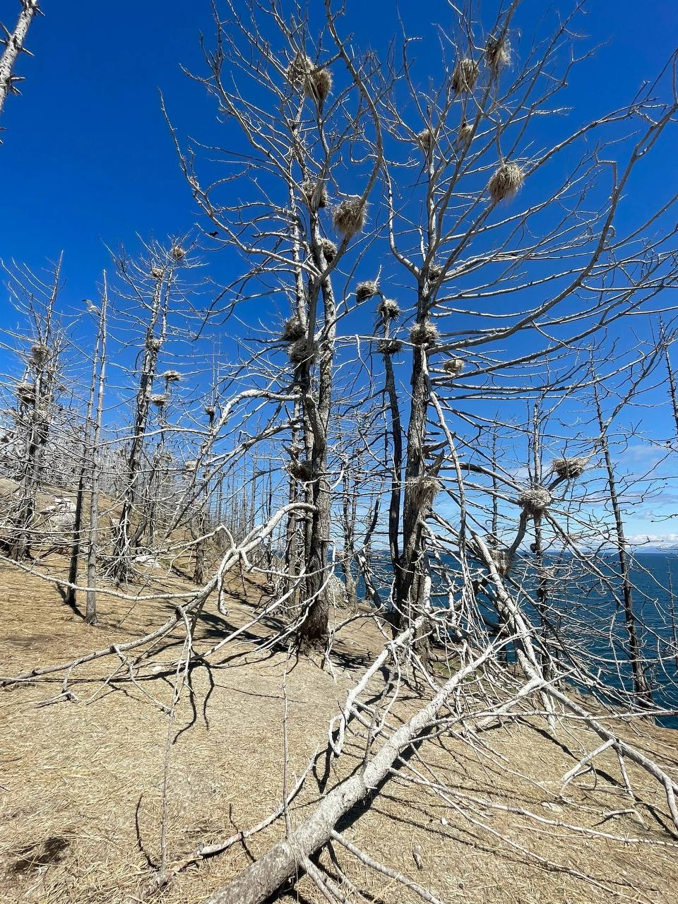 Фото На острове Бурятии могут исчезнуть деревья из-за бакланов
