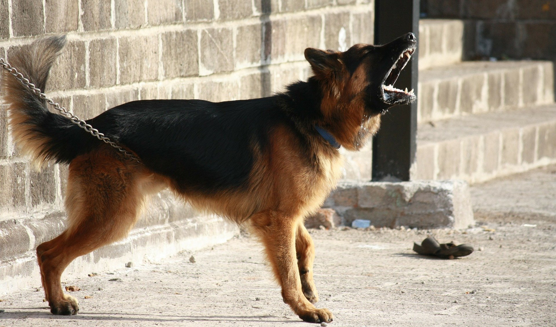 Фото В районах Бурятии усилят меры по борьбе с бродячими собаками