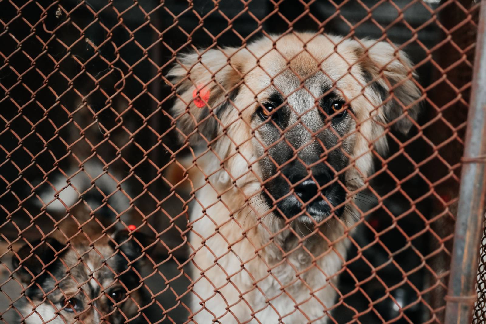 Фото Глава Бурятии запретил выпуск бездомных собак из приютов