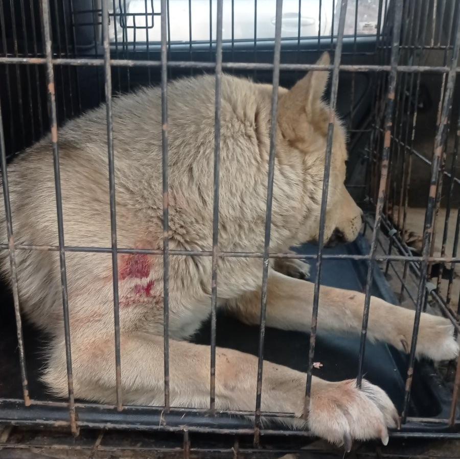 В Улан-Удэ участились случаи нападения агрессивных собак на людей