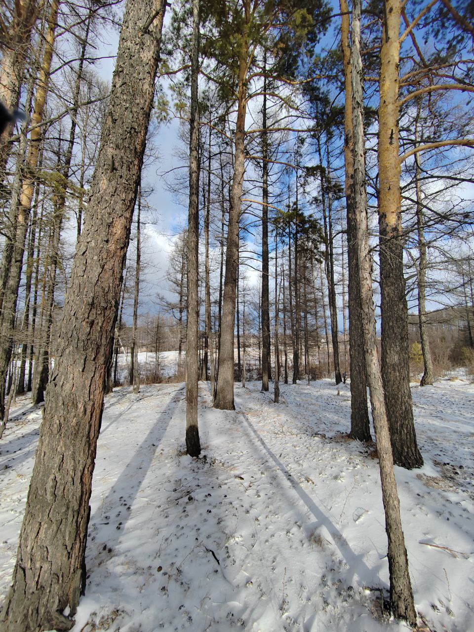 Фото Охотники Закаменского района Бурятии добыли 50 волков 