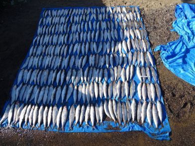 Фото В Бурятии осудят бывшего инспектора рыбоохраны 