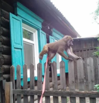Фото На Авито в Бурятии продают обезьянку за 200 тысяч рублей