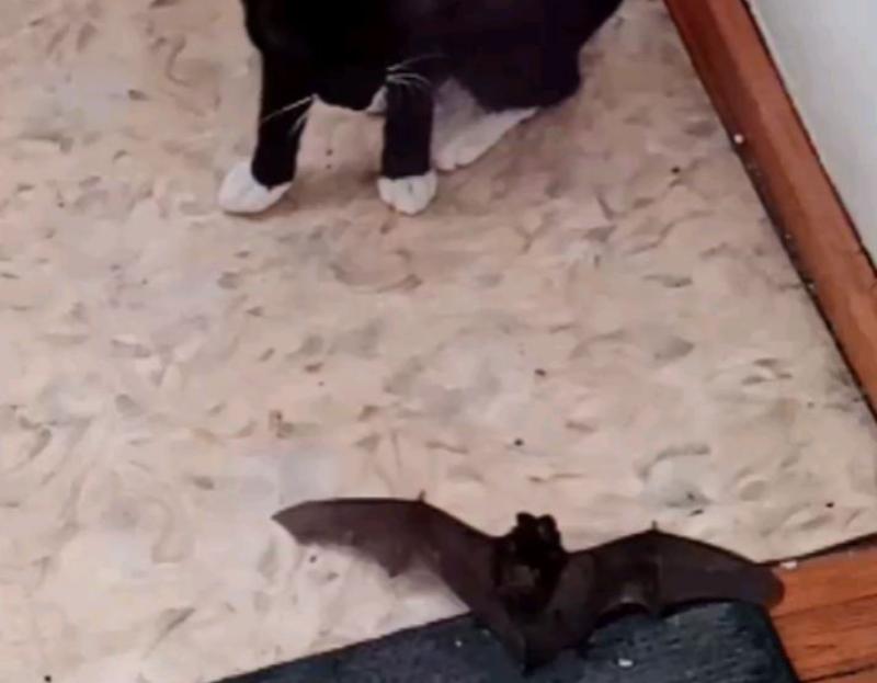 Фото Жительницу Бурятии напугала летучая мышь, залетевшая на балкон