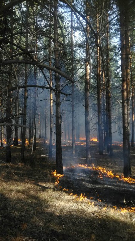 Фото За прошедшие сутки в Бурятии произошло восемь лесных пожаров 