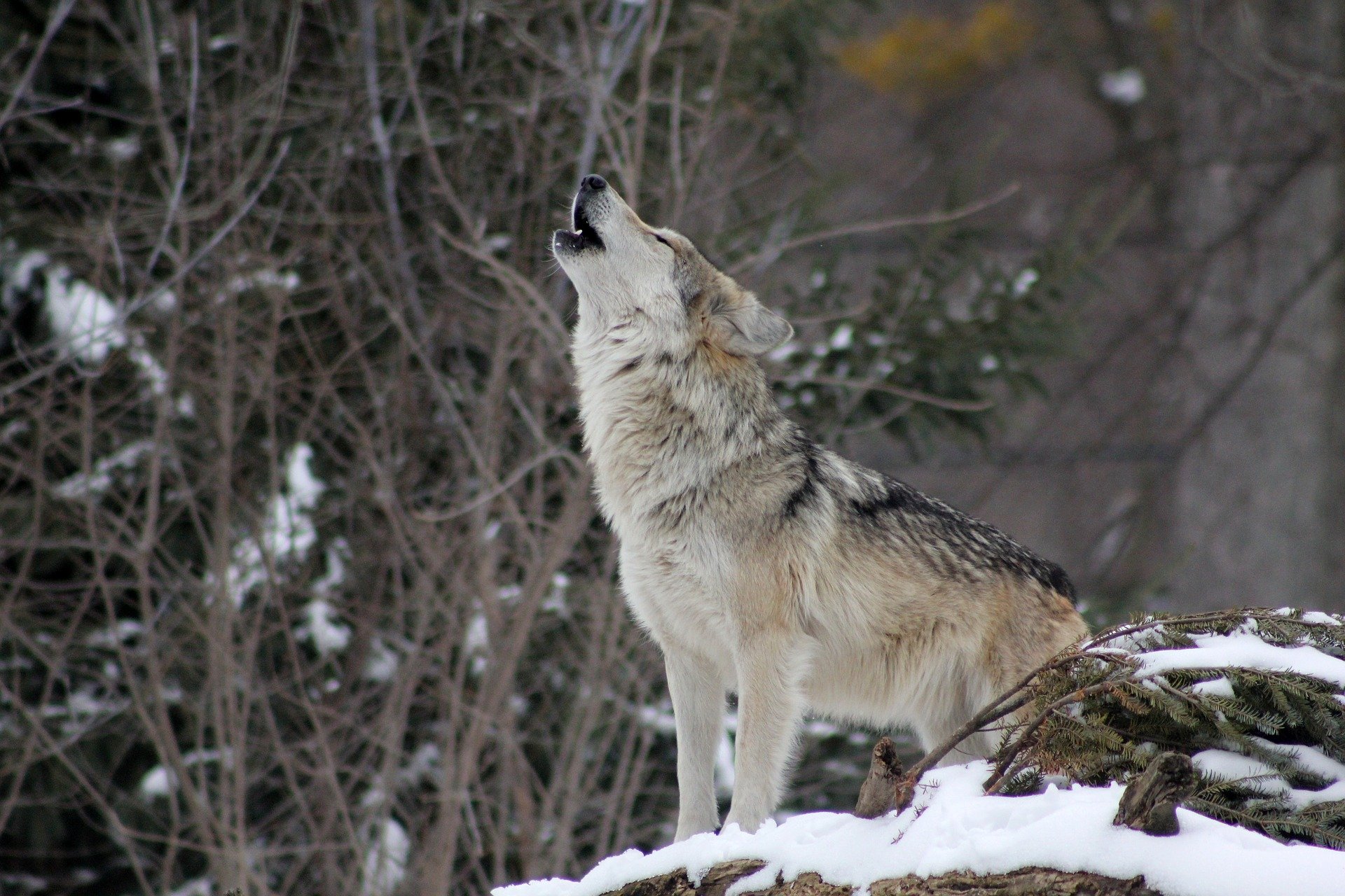 Фото В районе Бурятии могут увеличить награду за добычу волка