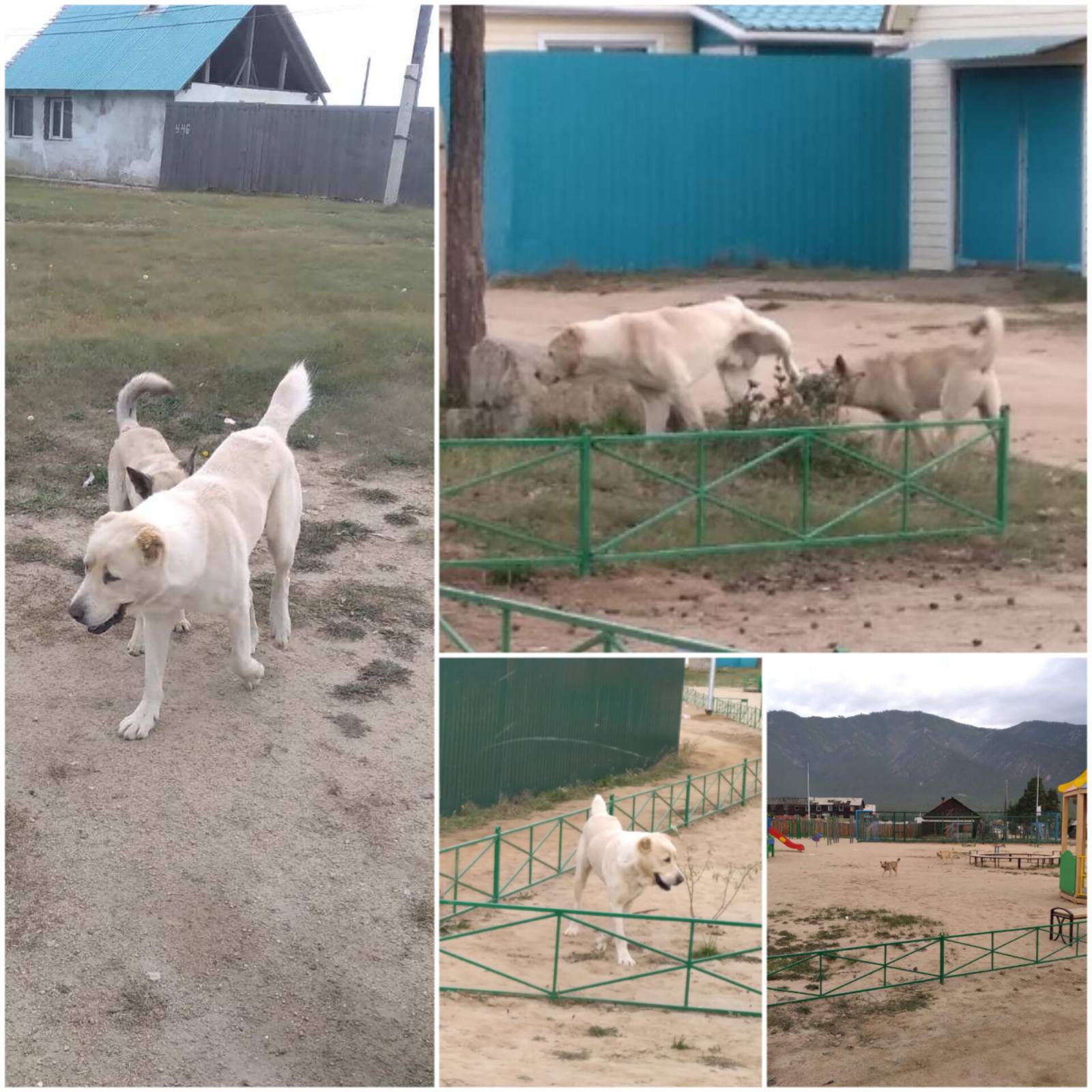 Фото В Бурятии заметили крупных собак на детской площадке