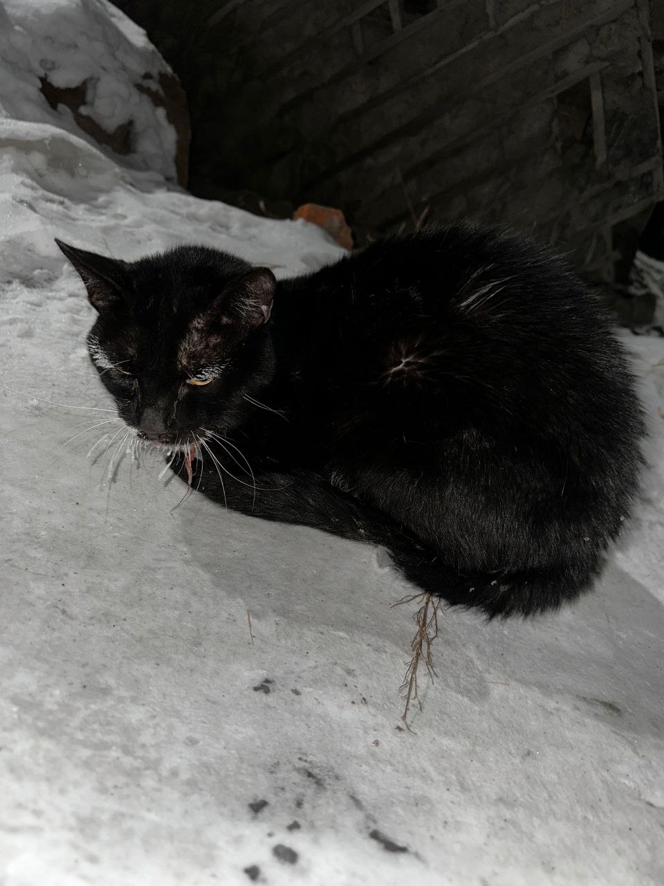Фото Зооволонтеры в Улан-Удэ спасли кота от эвтаназии